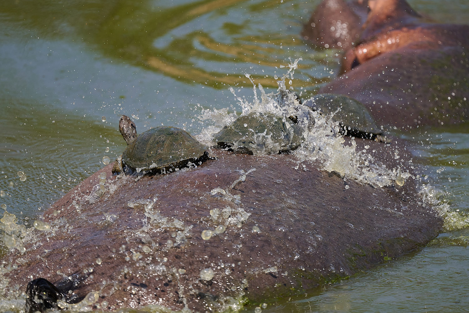 STARRBRUST-PELOMEDUSENSCHILDKRÖTE/FLUSSPFERD - AFRICAN HELMETED TURTLE/HIPPO