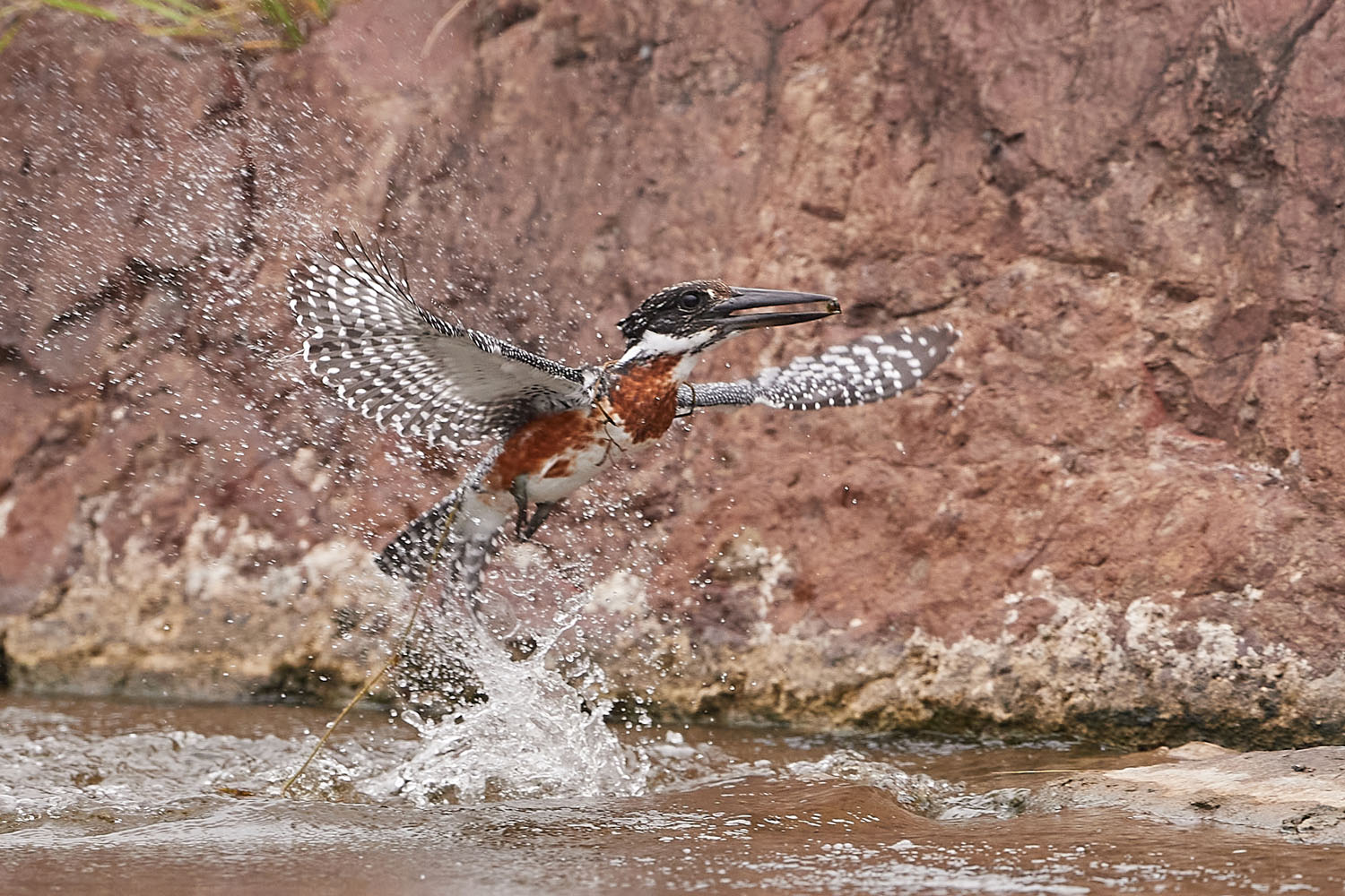 RIESENFISCHER - GIANT KINGFISHER