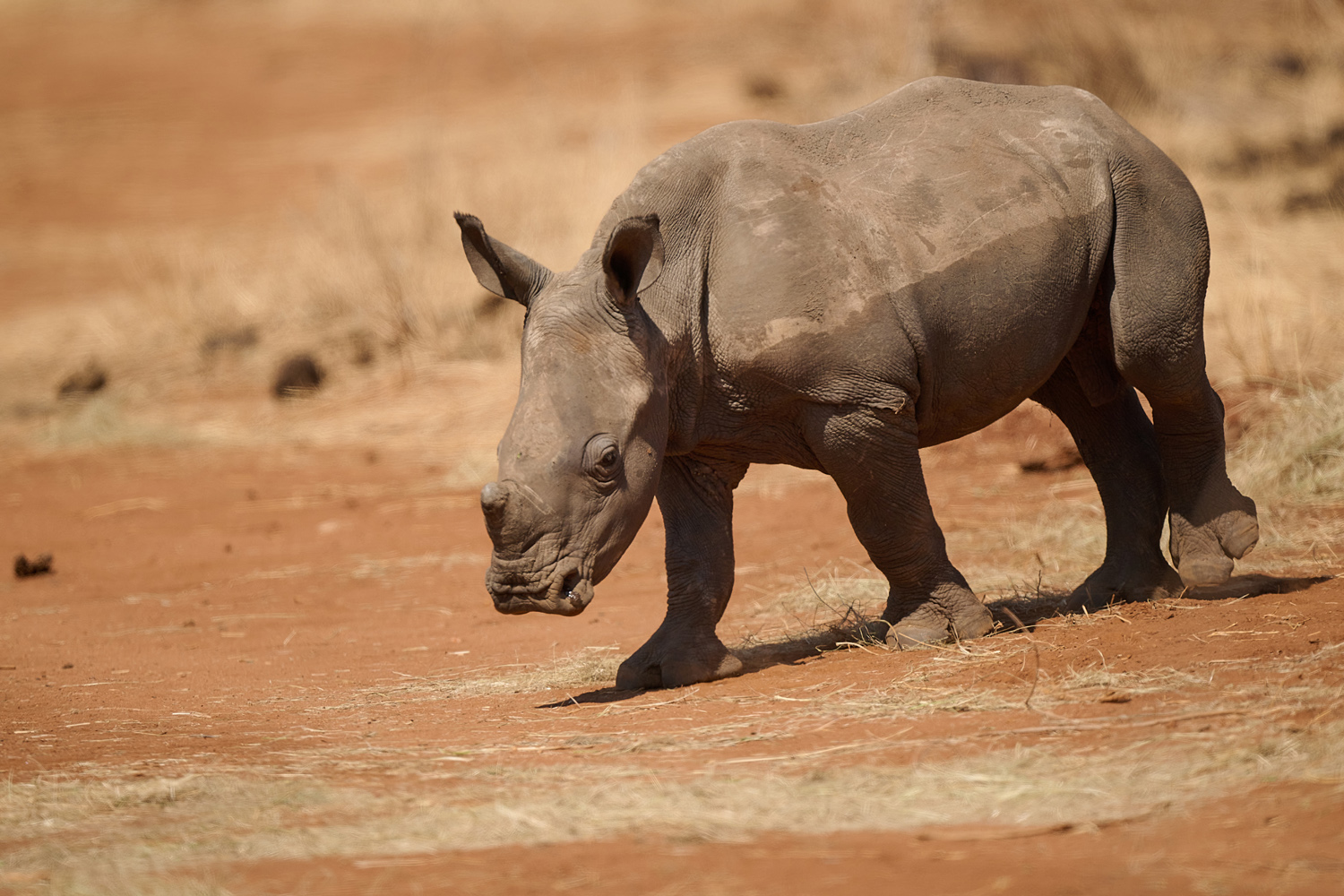 BREITMAULNASHORN - WHITE RHINO