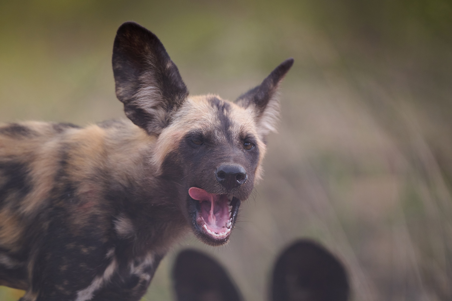 WILDHUND - WILD DOG