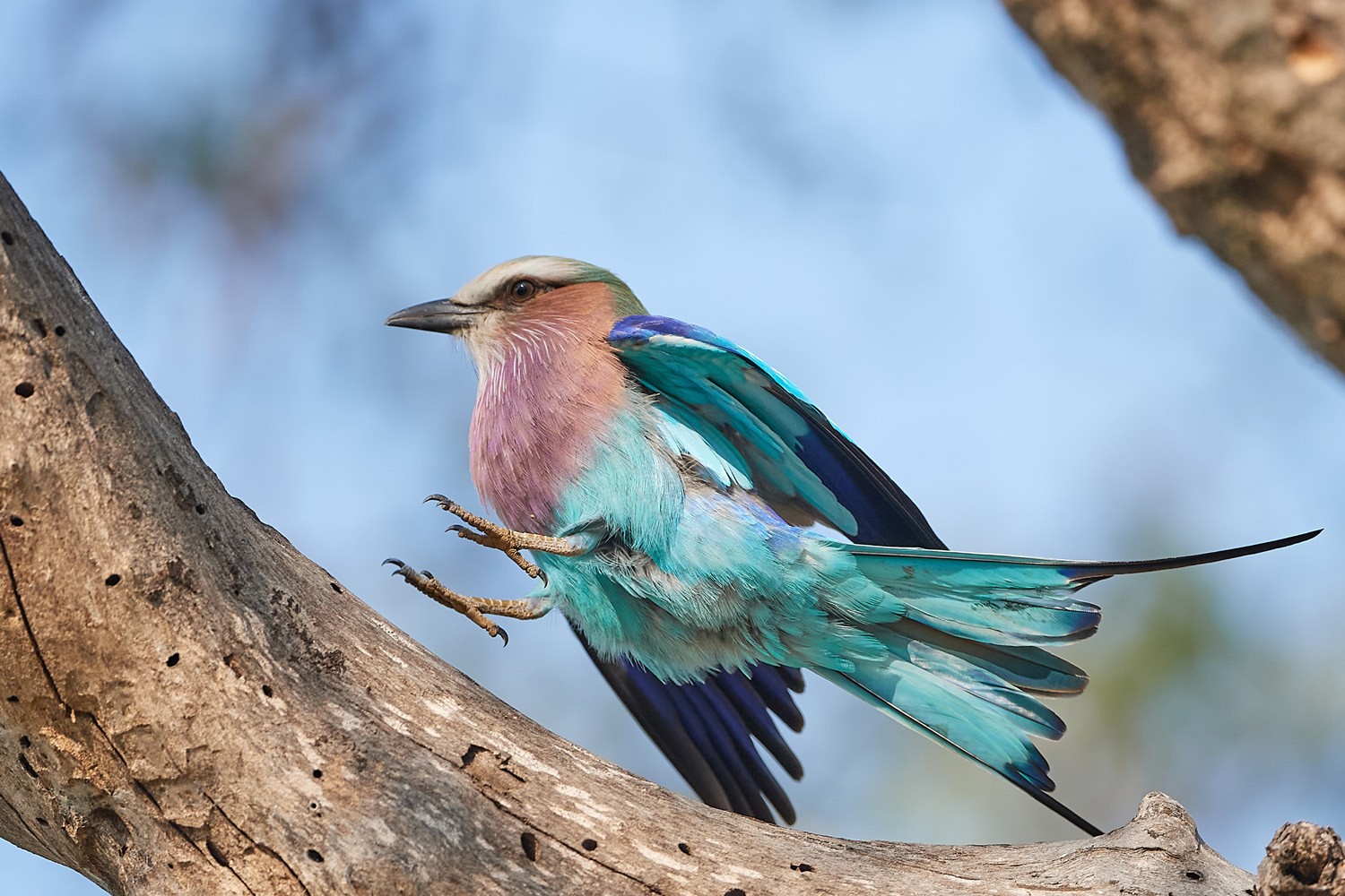 GABELRACKE - LILAC-BREASTED ROLLER