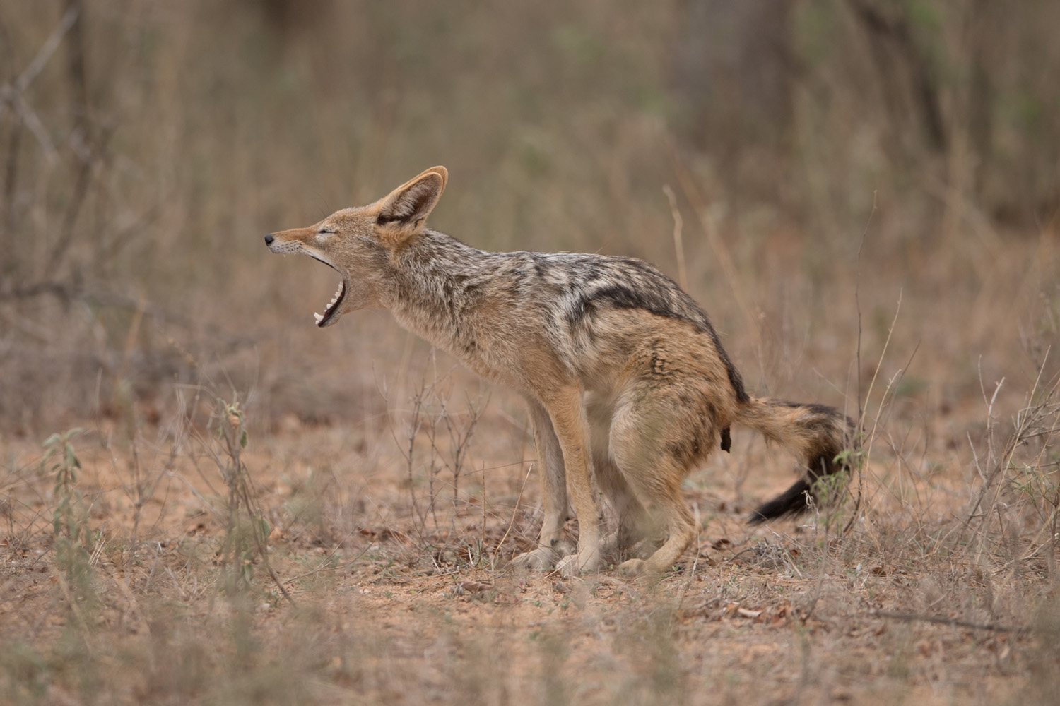 SCHABRACKENSCHAKAL - BLACK-BACKED JACKAL