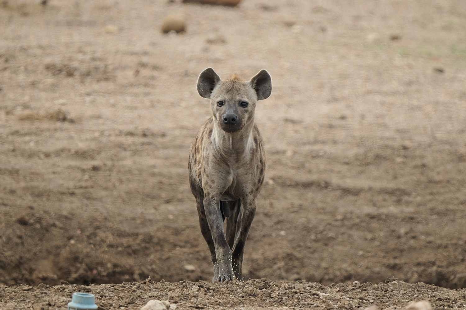 TÜPFELHYÄNE – SPOTTED HYENA