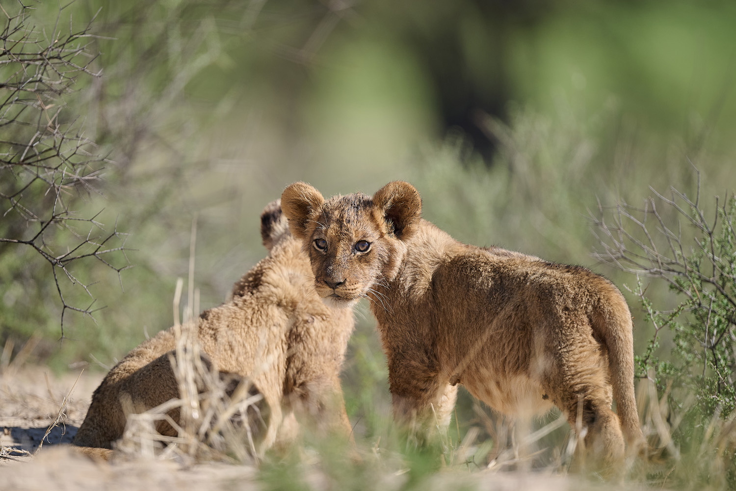 LÖWE - LION