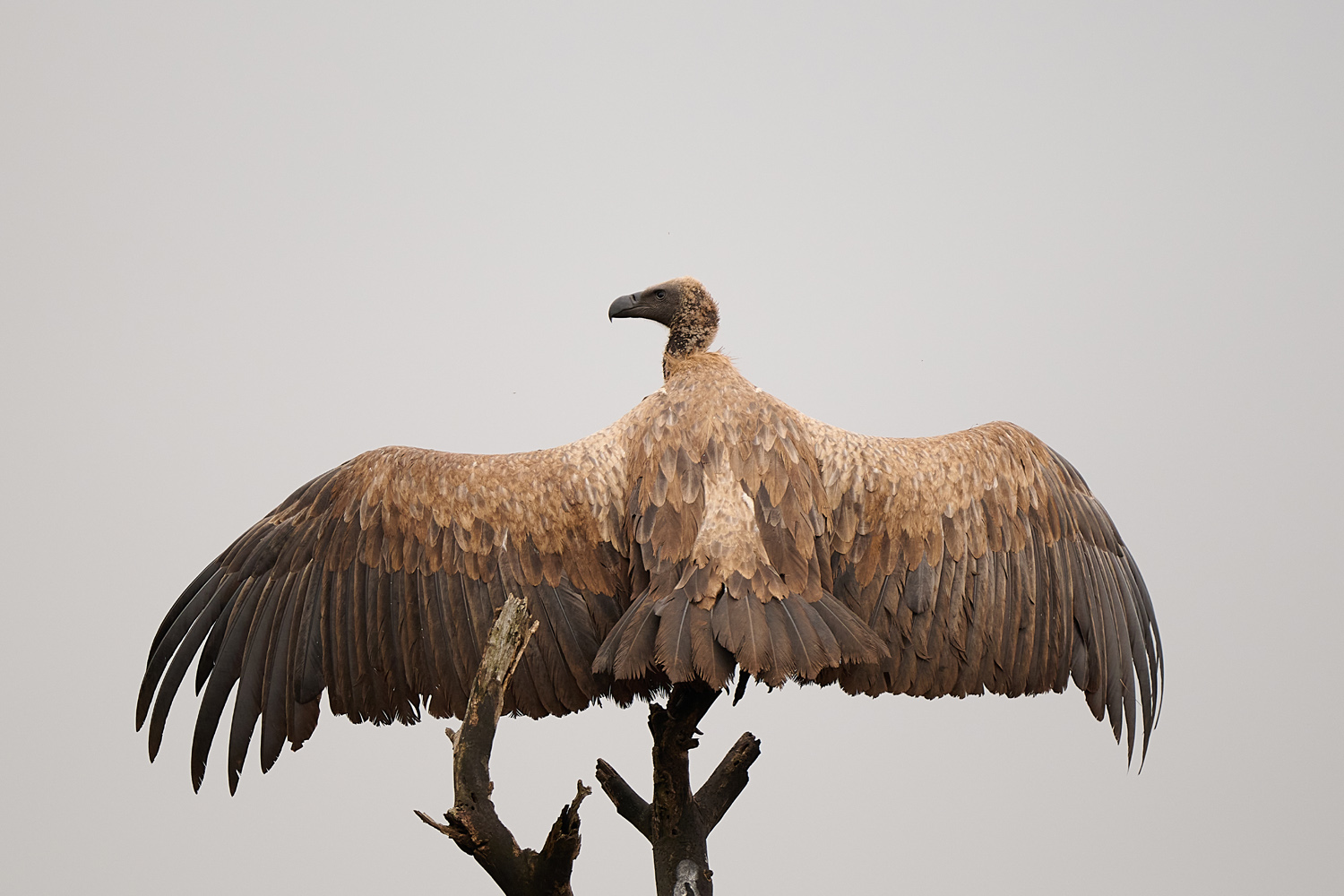 WEISSRÜCKENGEIER - WHITE-BACKED VULTURE