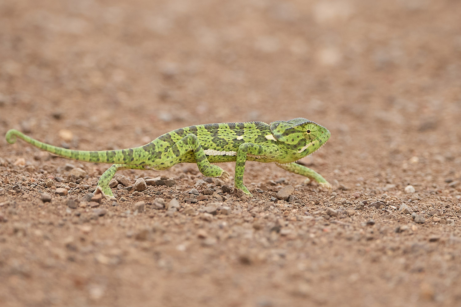 CHAMÄLEON – CHAMELEON