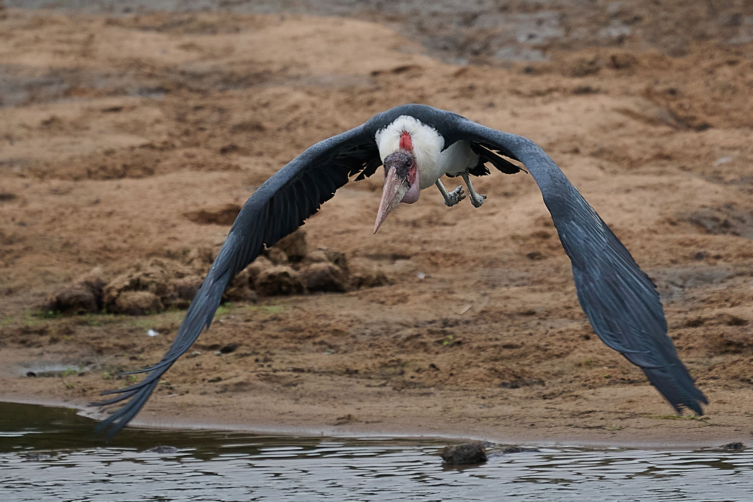 MARABU – MARABOU STORK