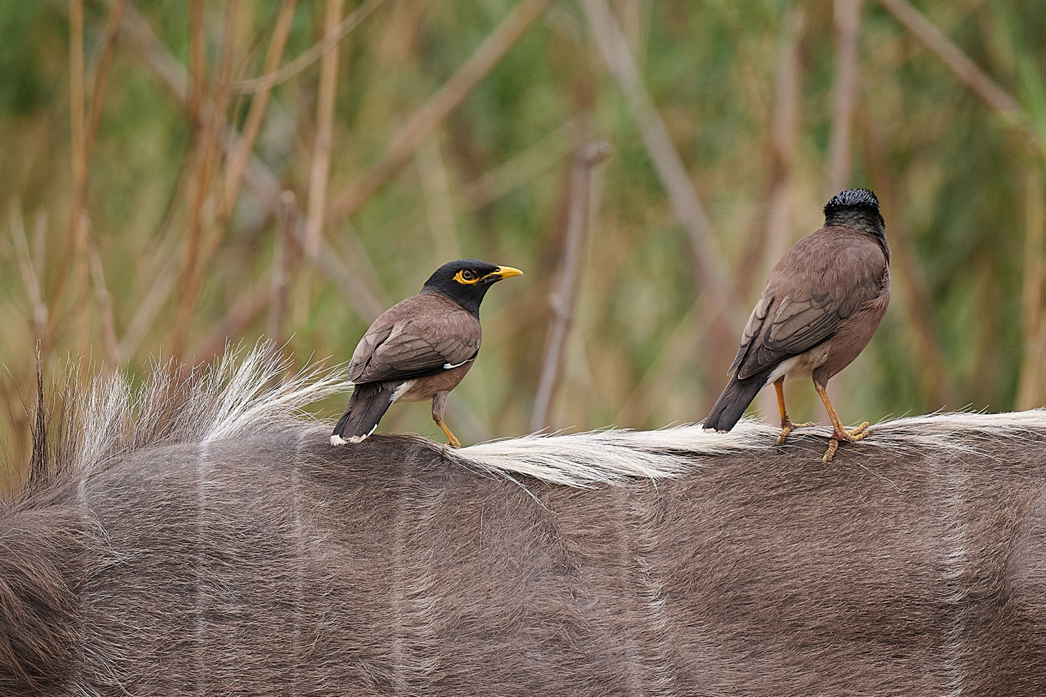 HIRTENSTAR – COMMON MYNA