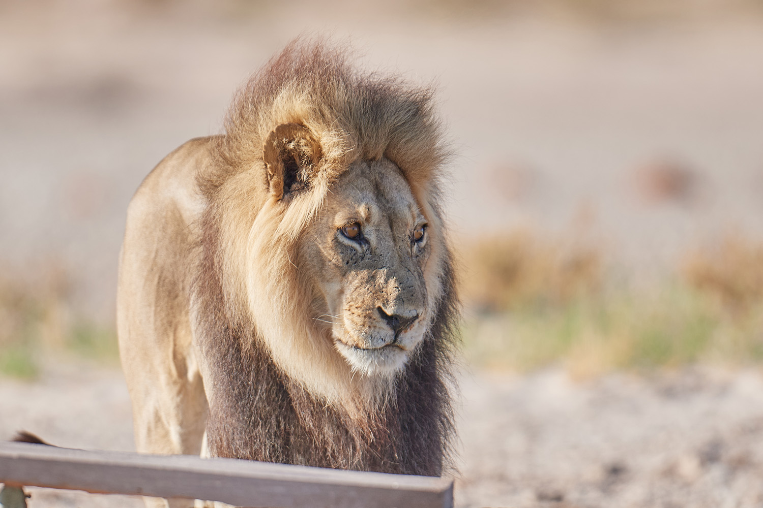 LÖWE - LION