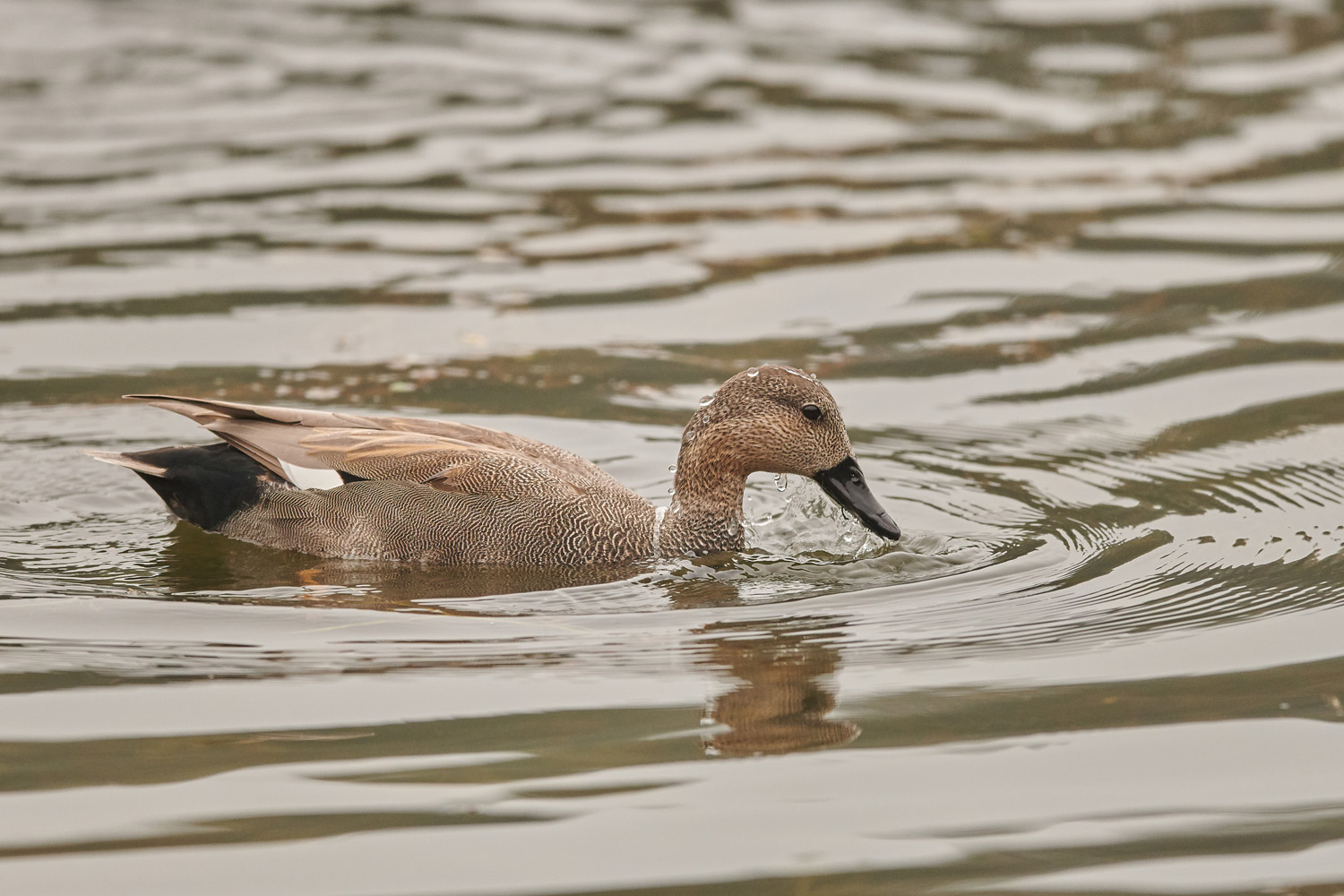 SCHNATTERENTE - GADWALL