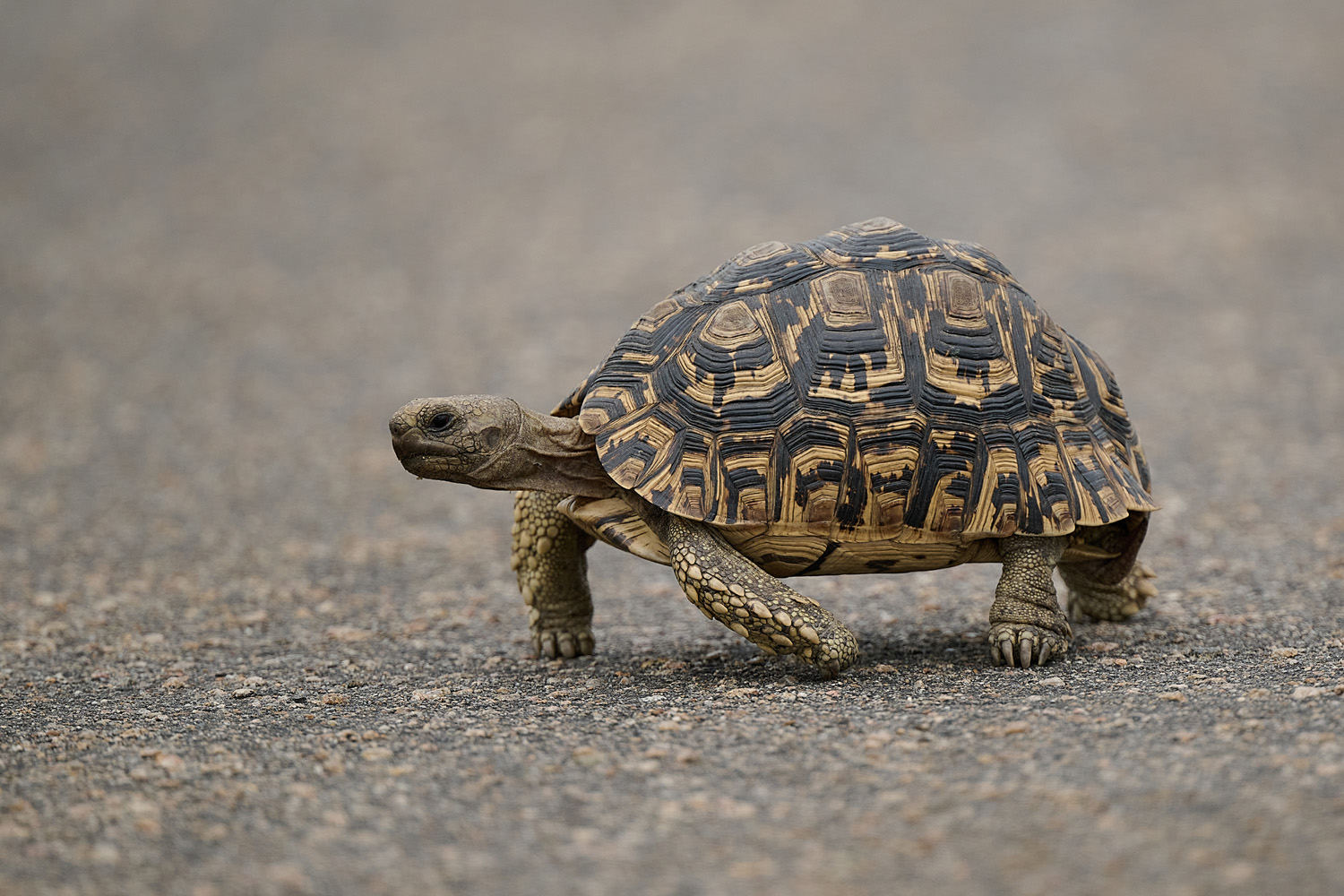 PANTHERSCHILDKRÖTE - LEOPARD TORTOISE