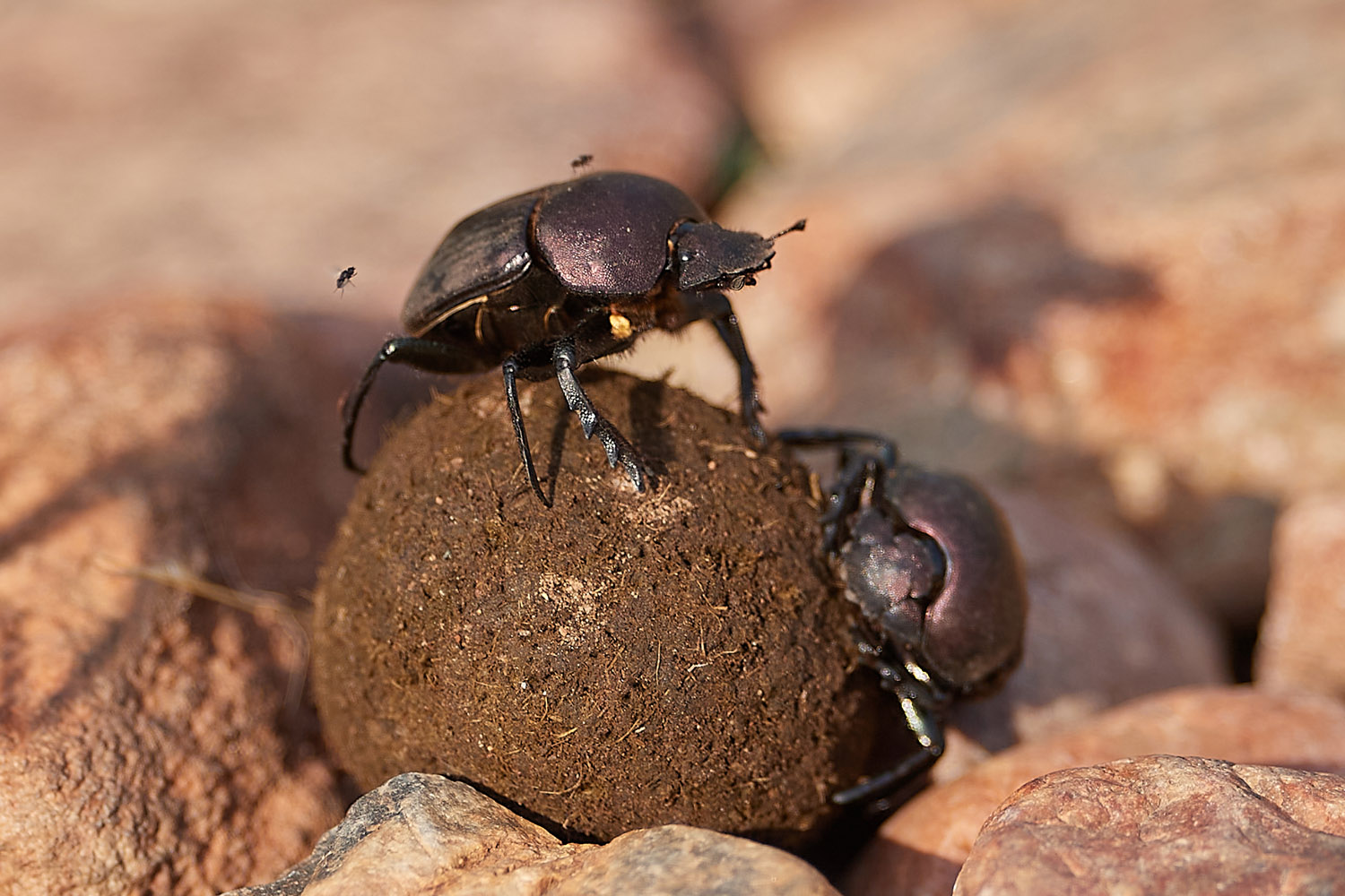 MISTKÄFER - DUNG BEETLE