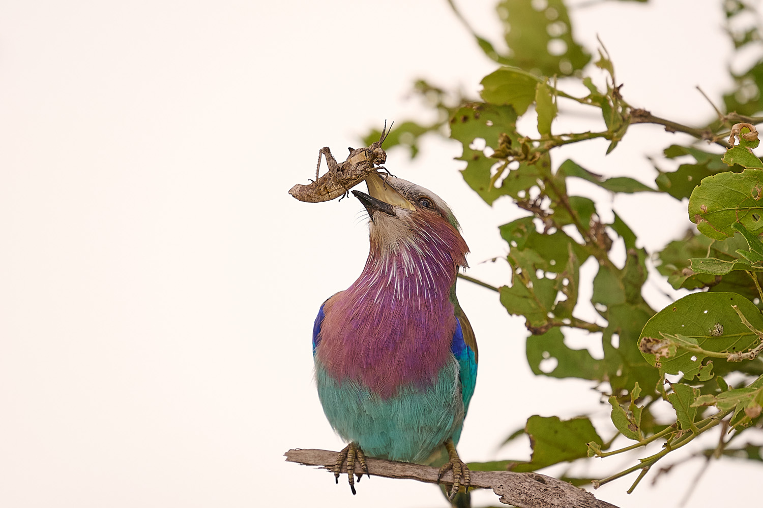 GABELRACKE - LILAC-BREASTED ROLLER