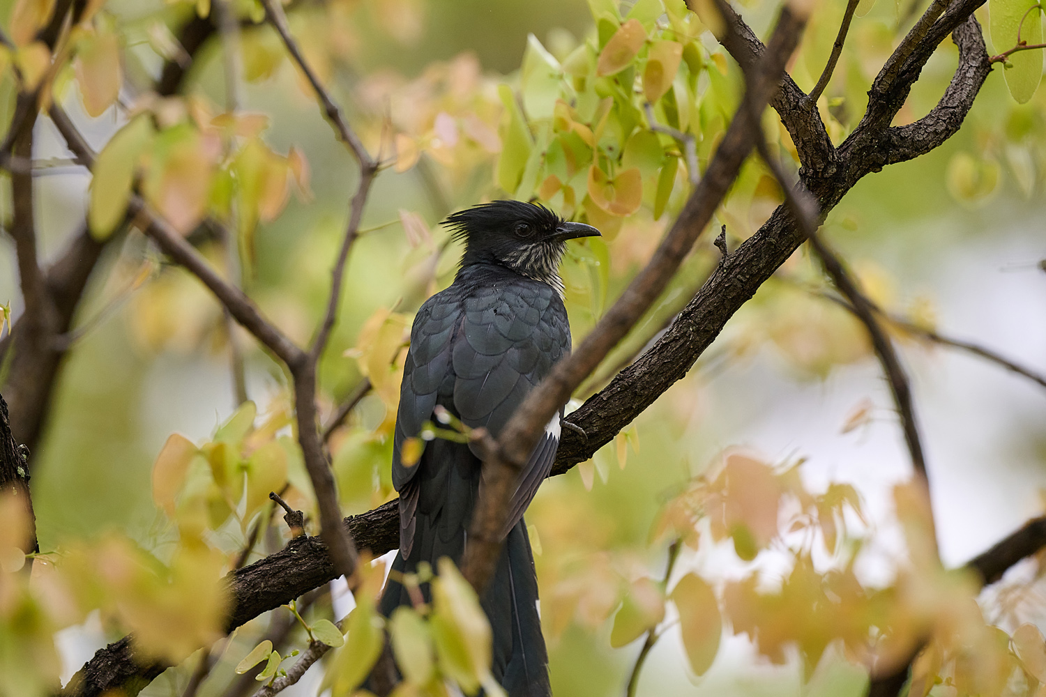 JAKOBINERKUCKUCK – JACOBIN CUCKOO