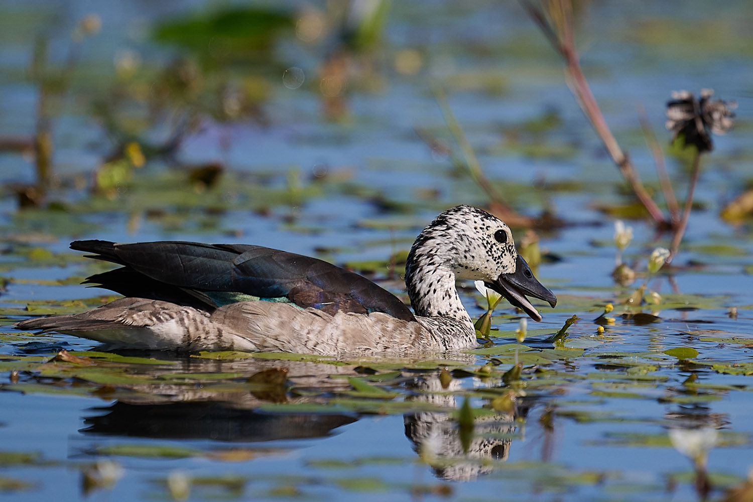 GLANZENTE – KNOB-BILLED DUCK