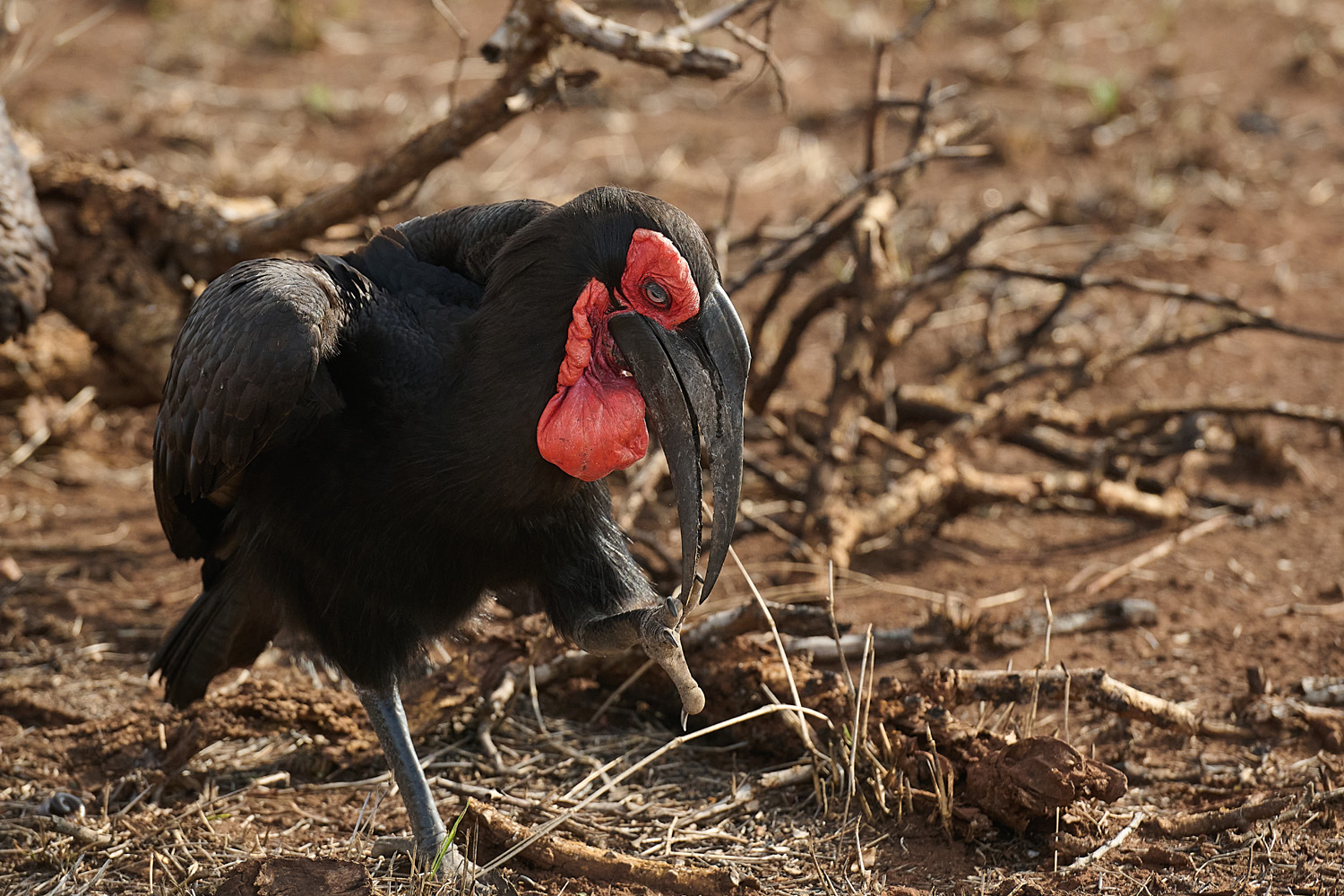 HORNRABE - SOUTHERN GROUND-HORNBILL