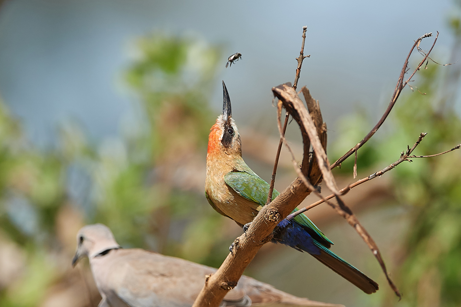 WEISSSTIRNSPINT - WHITE-FRONTED BEE-EATER