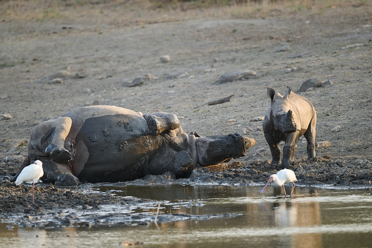 BREITMAULNASHORN - WHITE RHINO