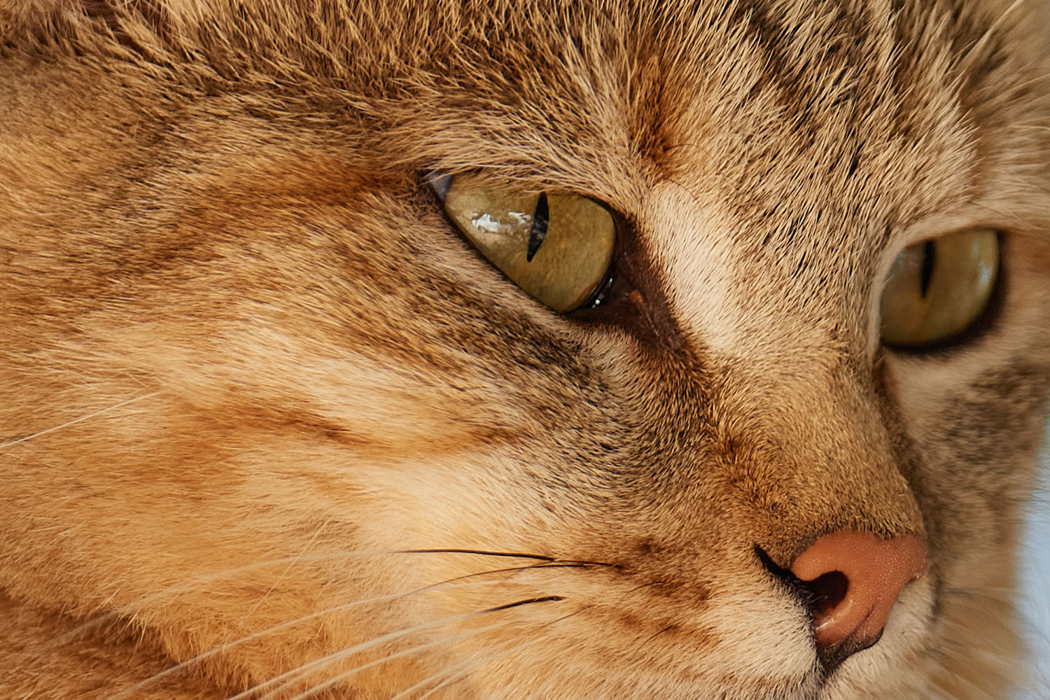 AFRIKANISCHE WILDKATZE – AFRICAN WILDCAT