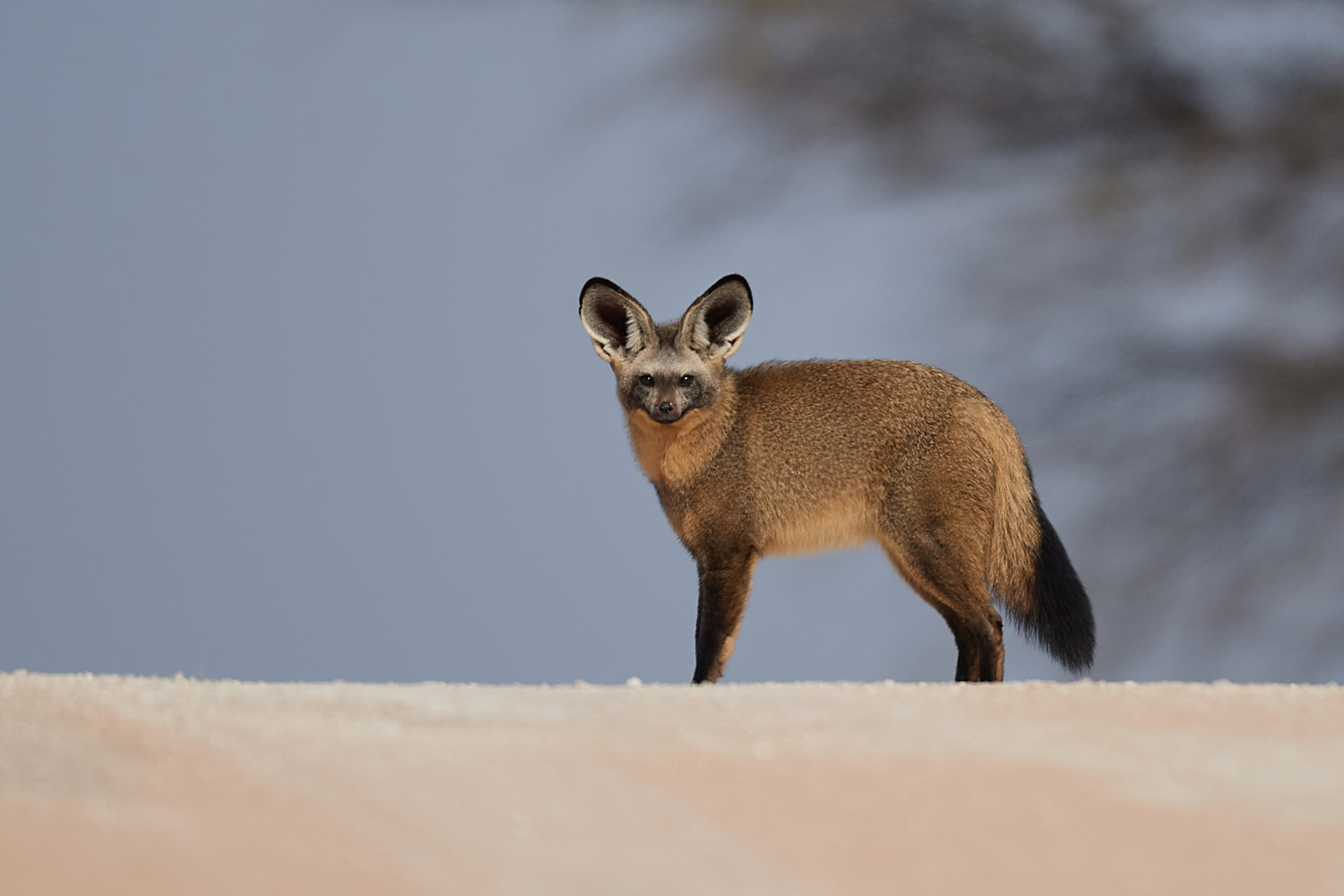 LÖFFELHUND – BAT-EARED FOX