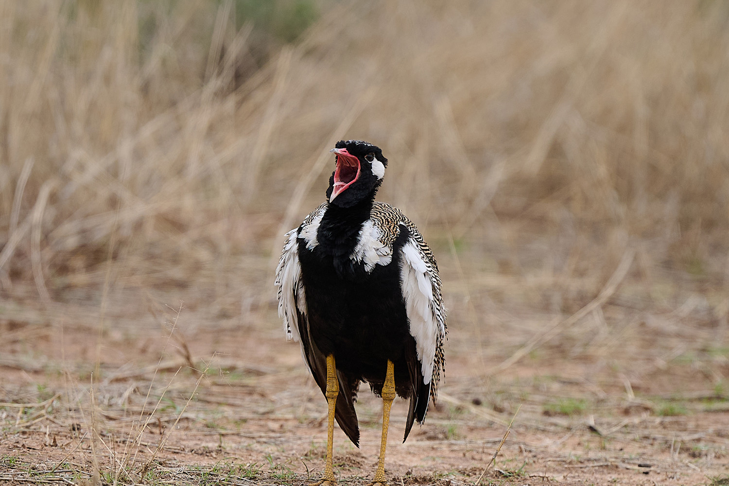 WEISSFLÜGELTRAPPE – NORTHERN BLACK KORHAAN
