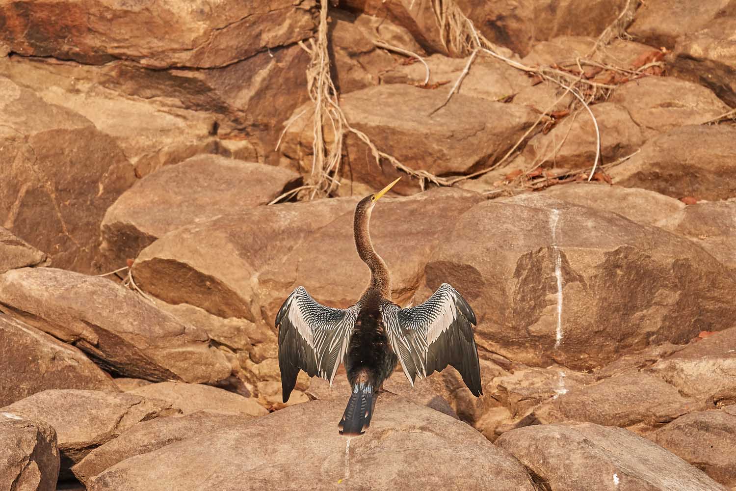 SCHLANGENHALSVOGEL – ANHINGA
