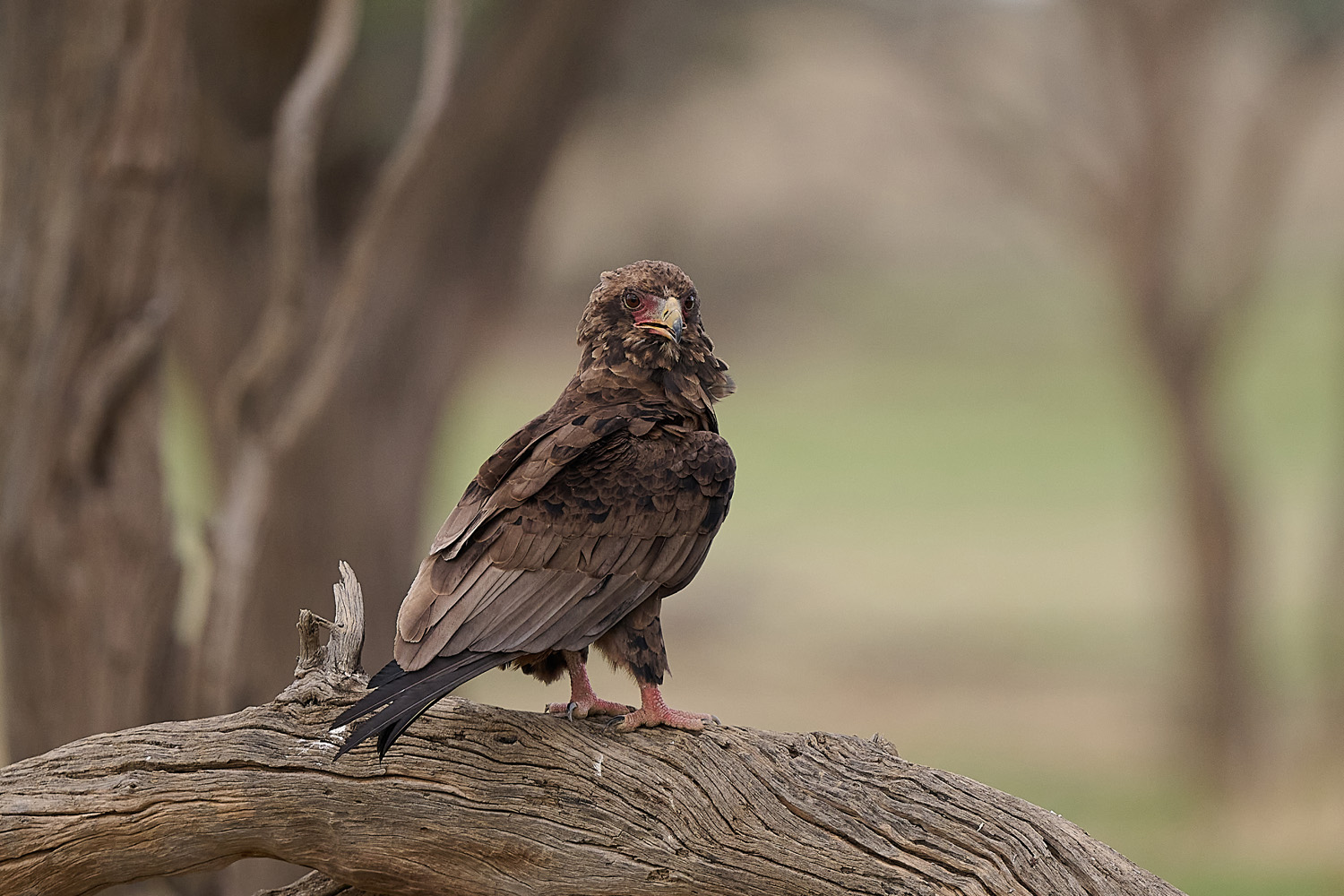GAUKLER – BATELEUR