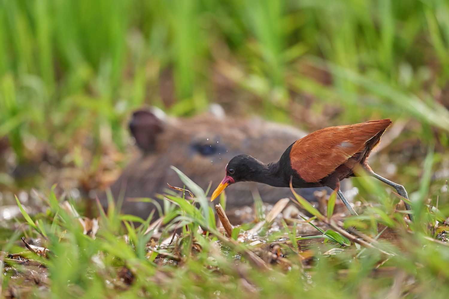 ROTSTIRN-BLATTHÜHNCHEN – WATTLED JACANA