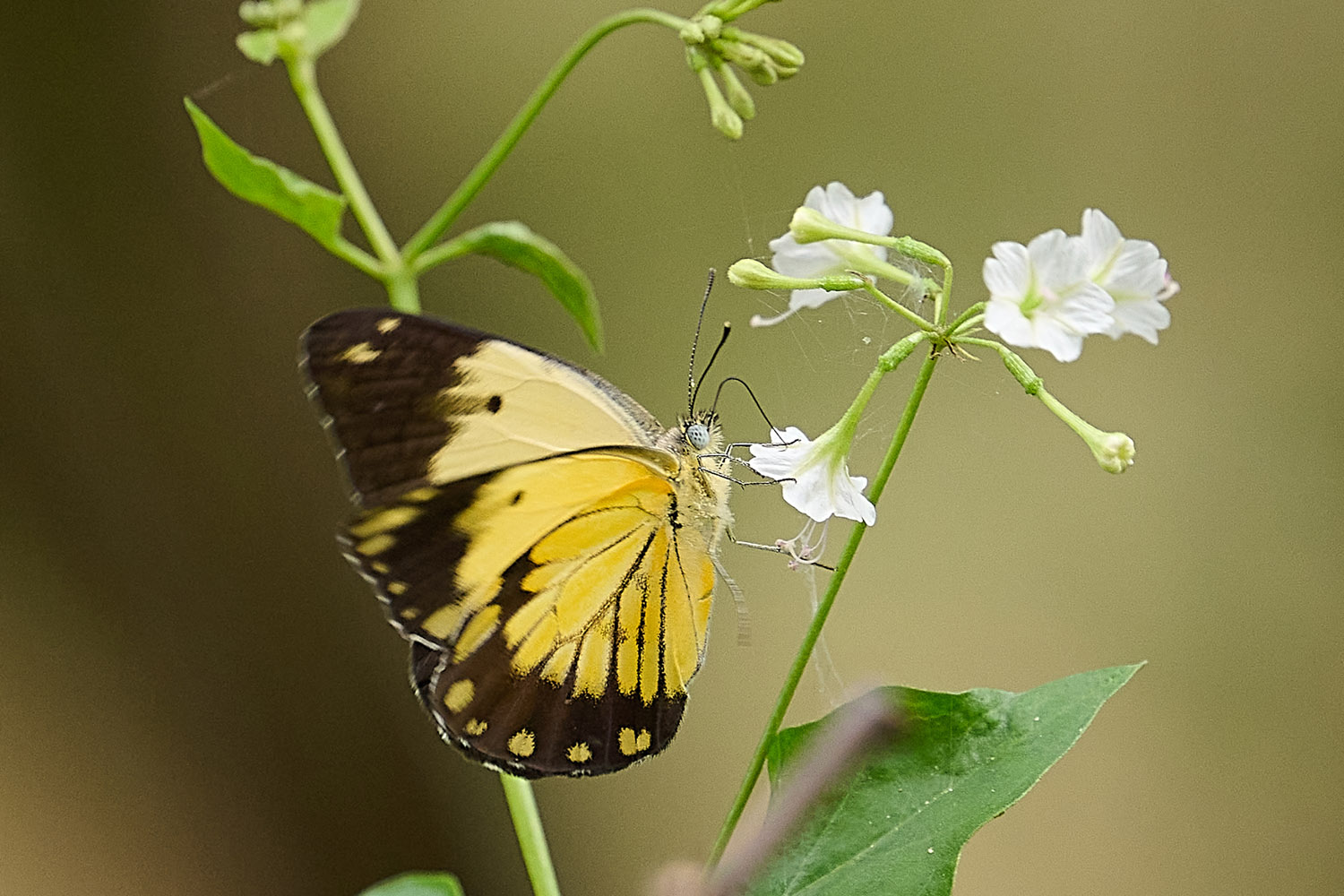 AFRIKANISCHER KAPWEISSLING - AFRICAN CAPER WHITE