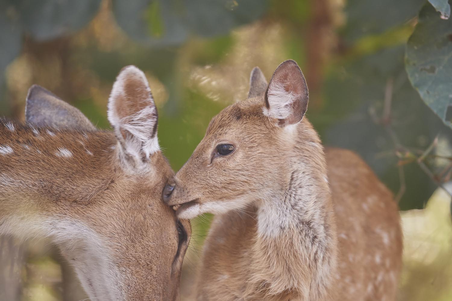 AXISHIRSCH - SPOTTED DEER