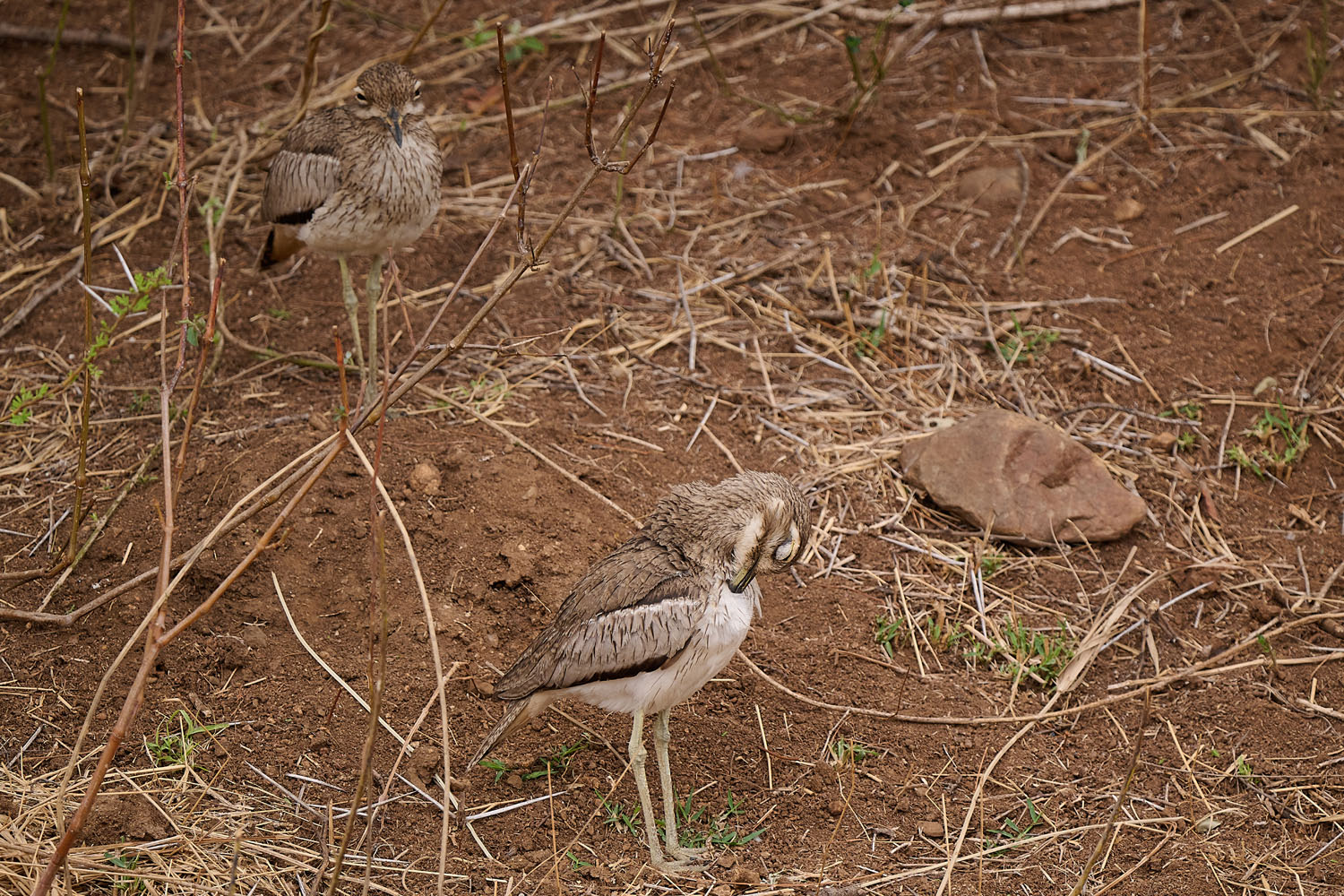 WASSERTRIEL - WATER THICK-KNEE