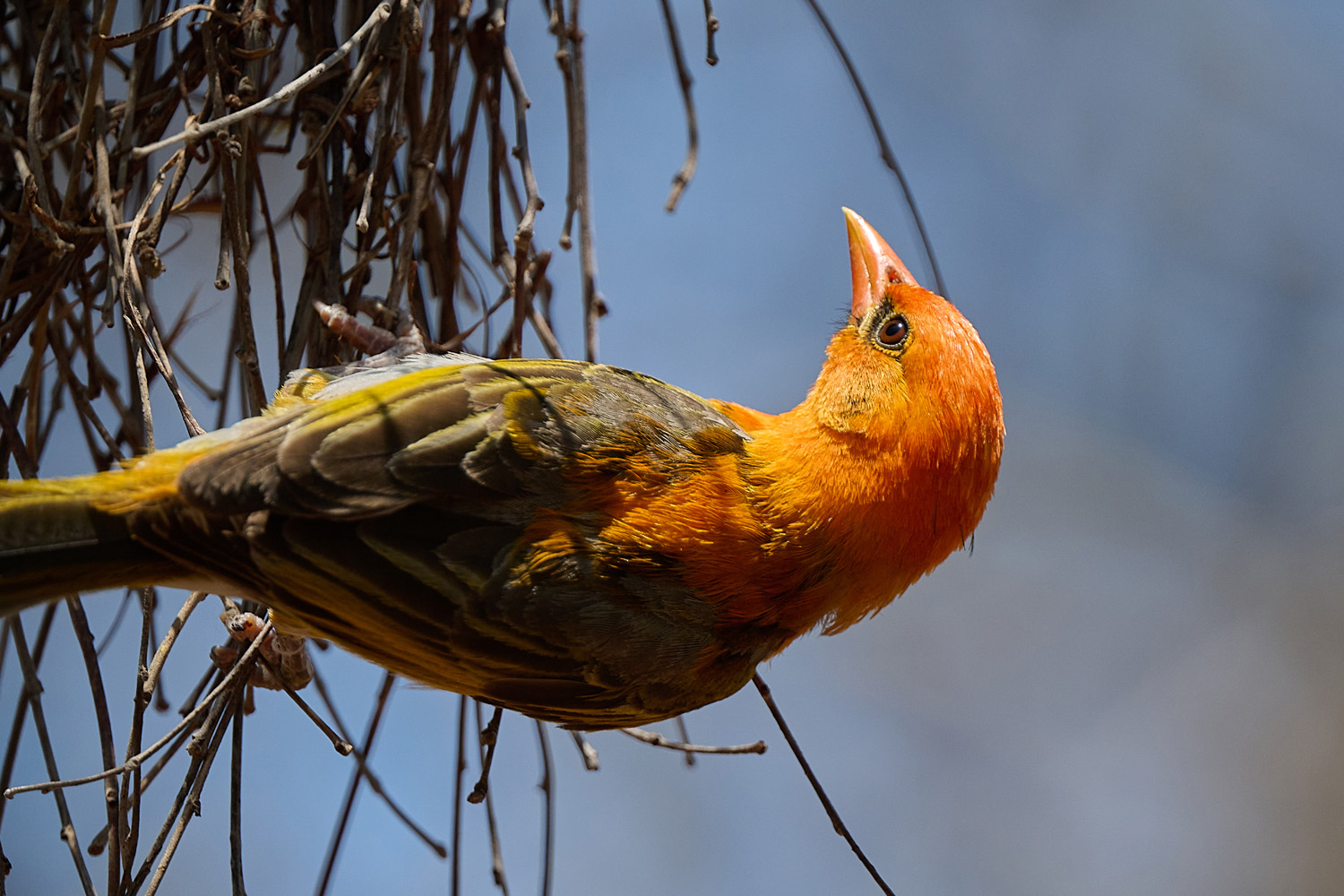 SCHARLACHWEBER - RED-HEADED WEAVER