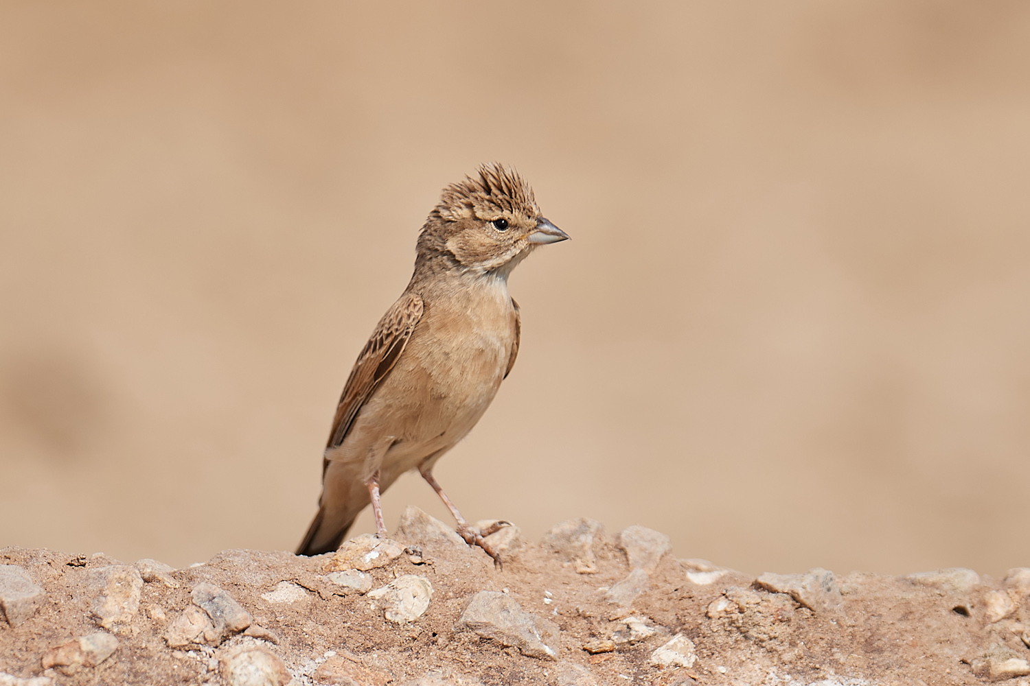 WEISSWANGENLERCHE – CHESTNUT-BACKED SPARROW-LARK