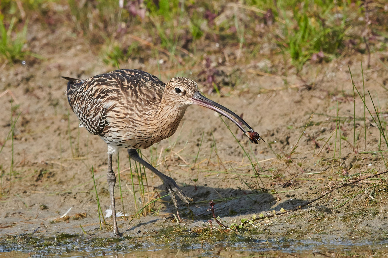 GROSSER BRACHVOGEL – CURLEW