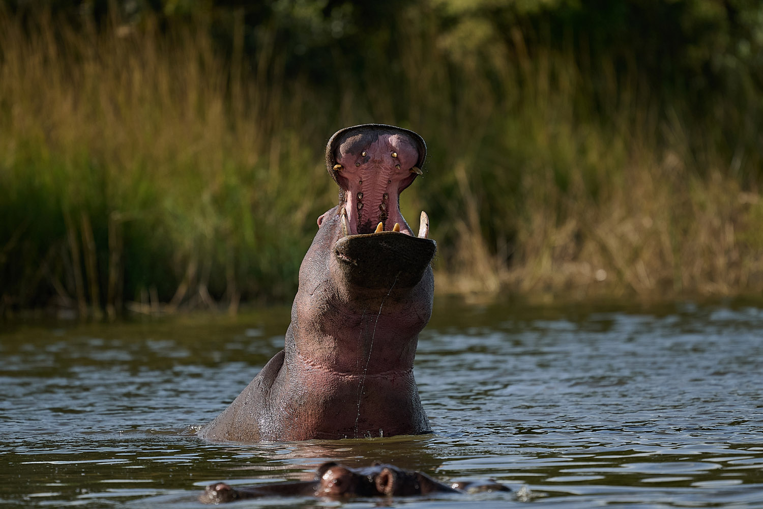 FLUSSPFERD – HIPPO