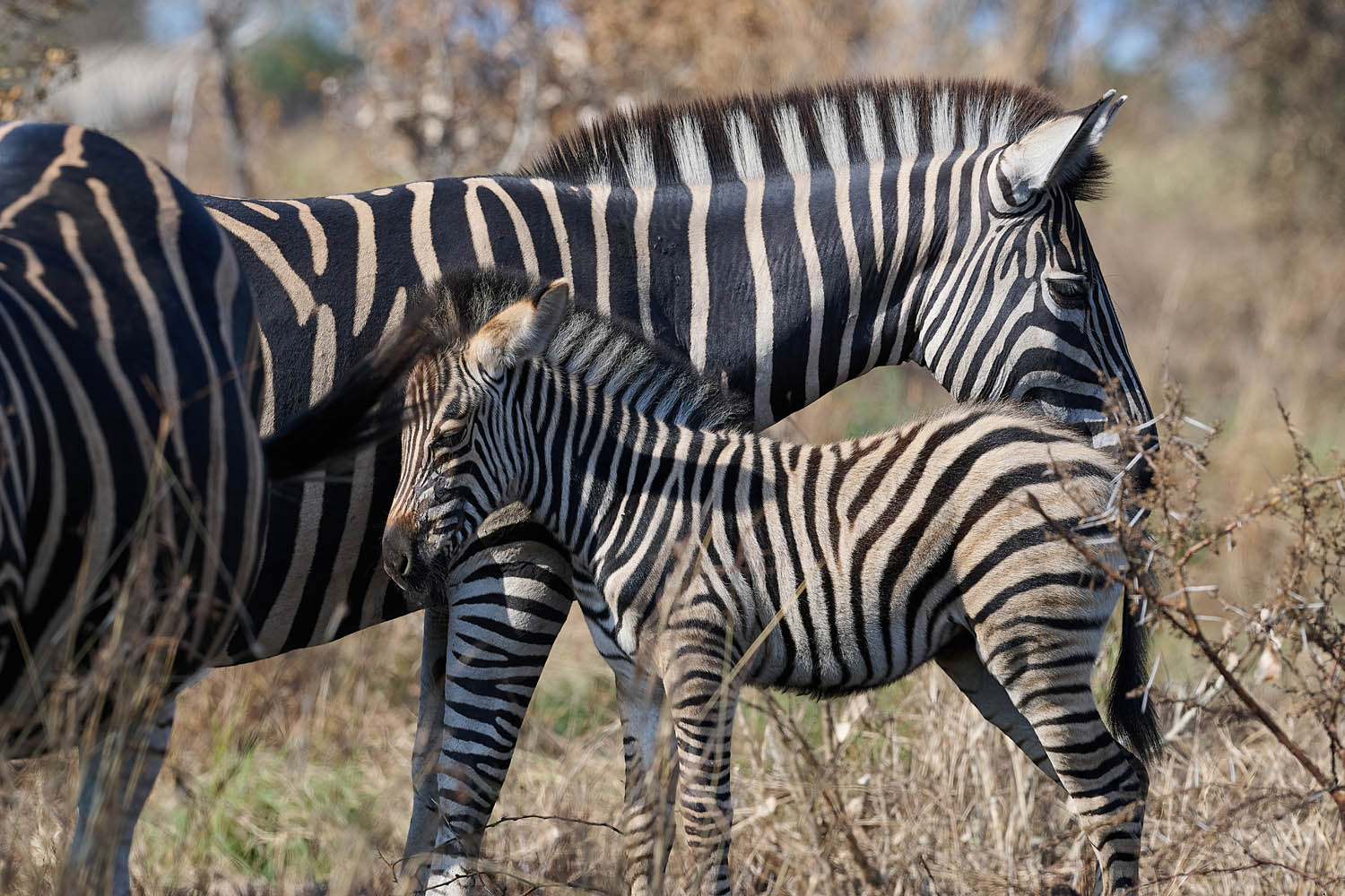 ZEBRA