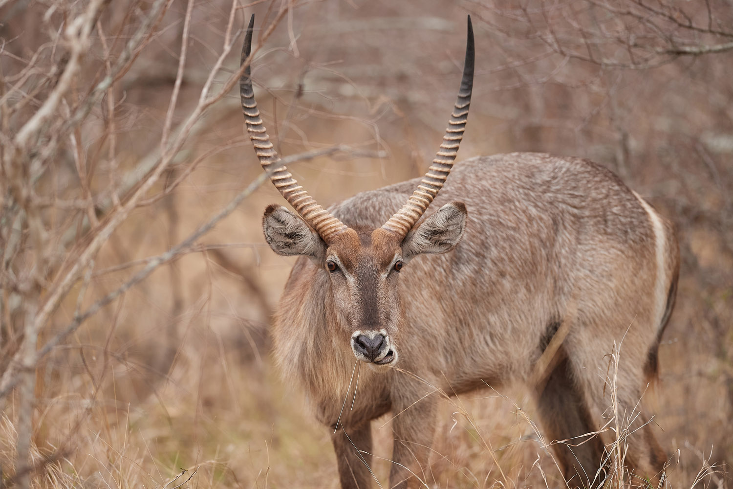 WASSERBOCK - WATERBUCK