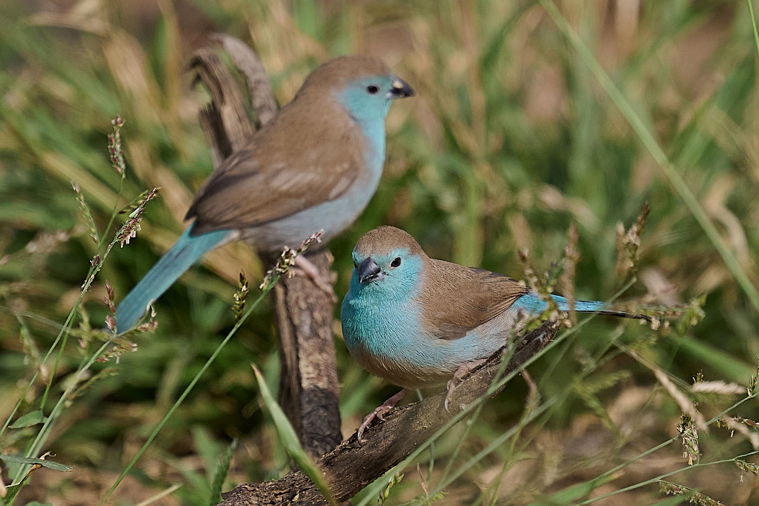 ANGOLA-SCHMETTERLINGSFINK - BLUE WAXBILL