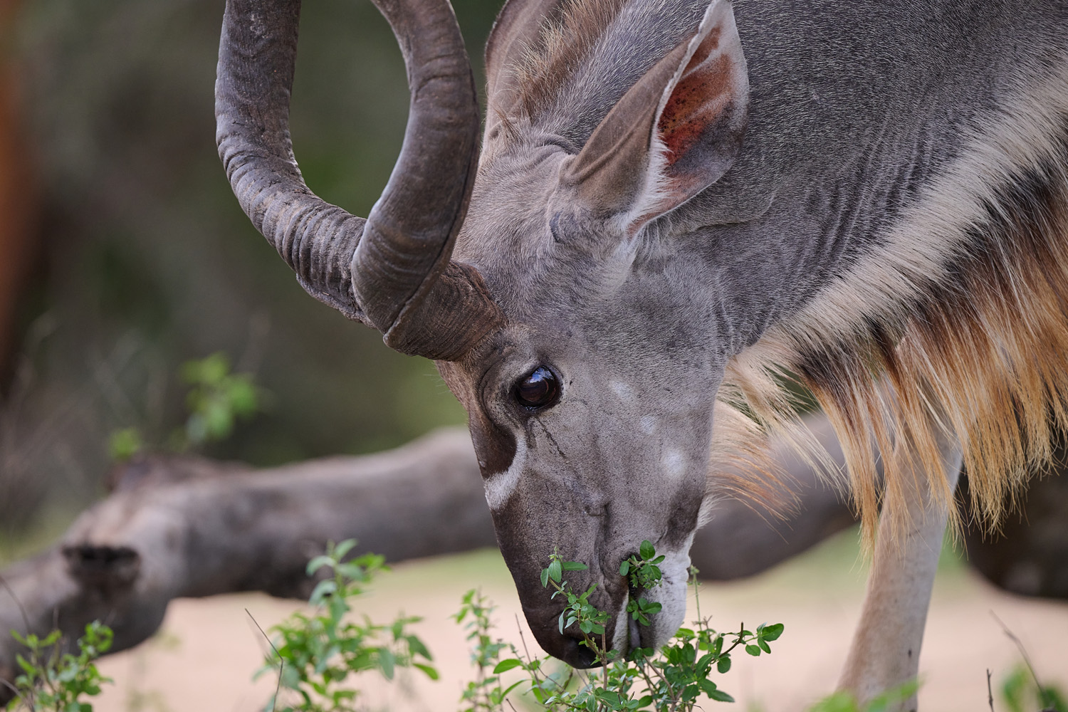 KUDU