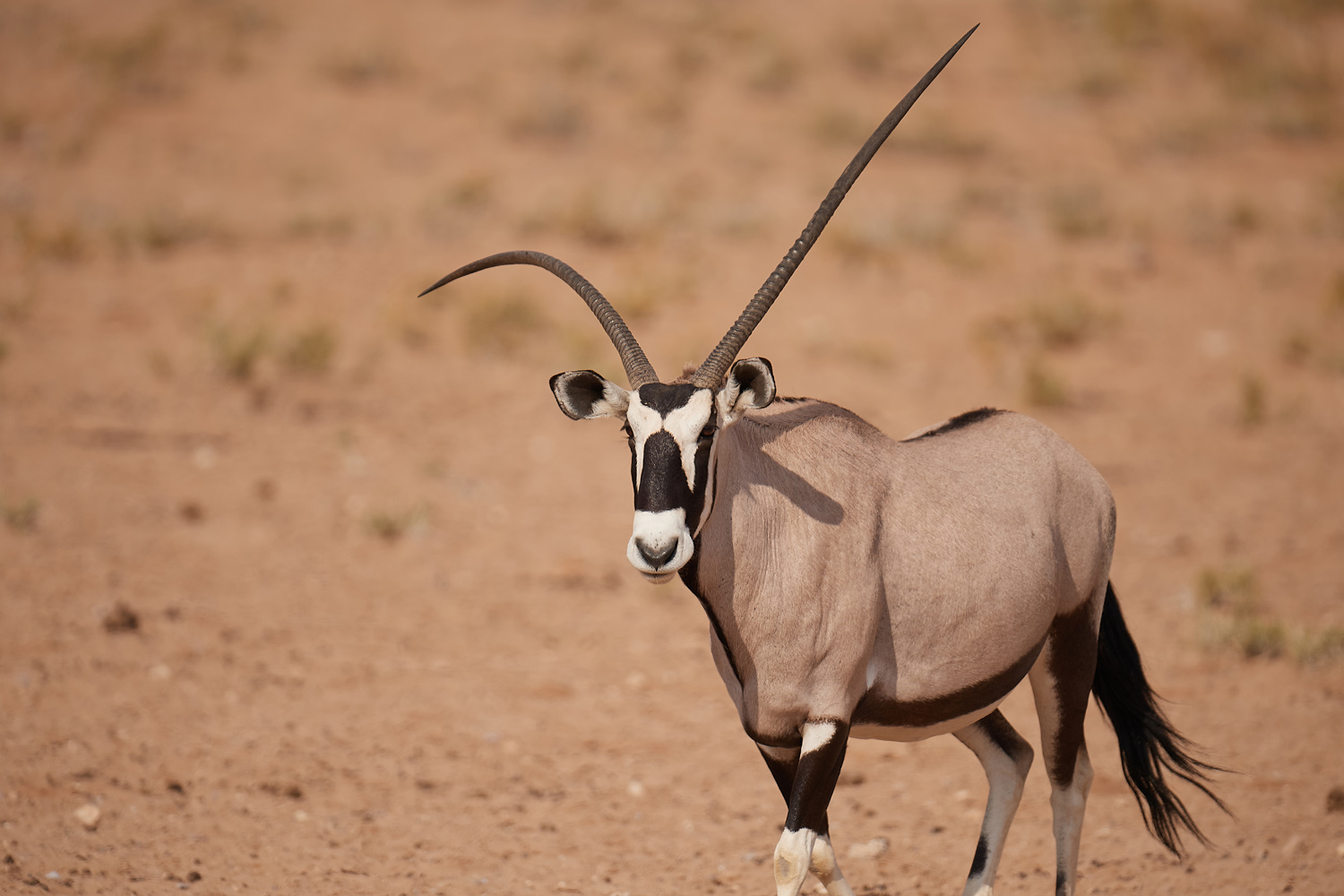 ORYX (SPIESSBOCK) - GEMSBOK