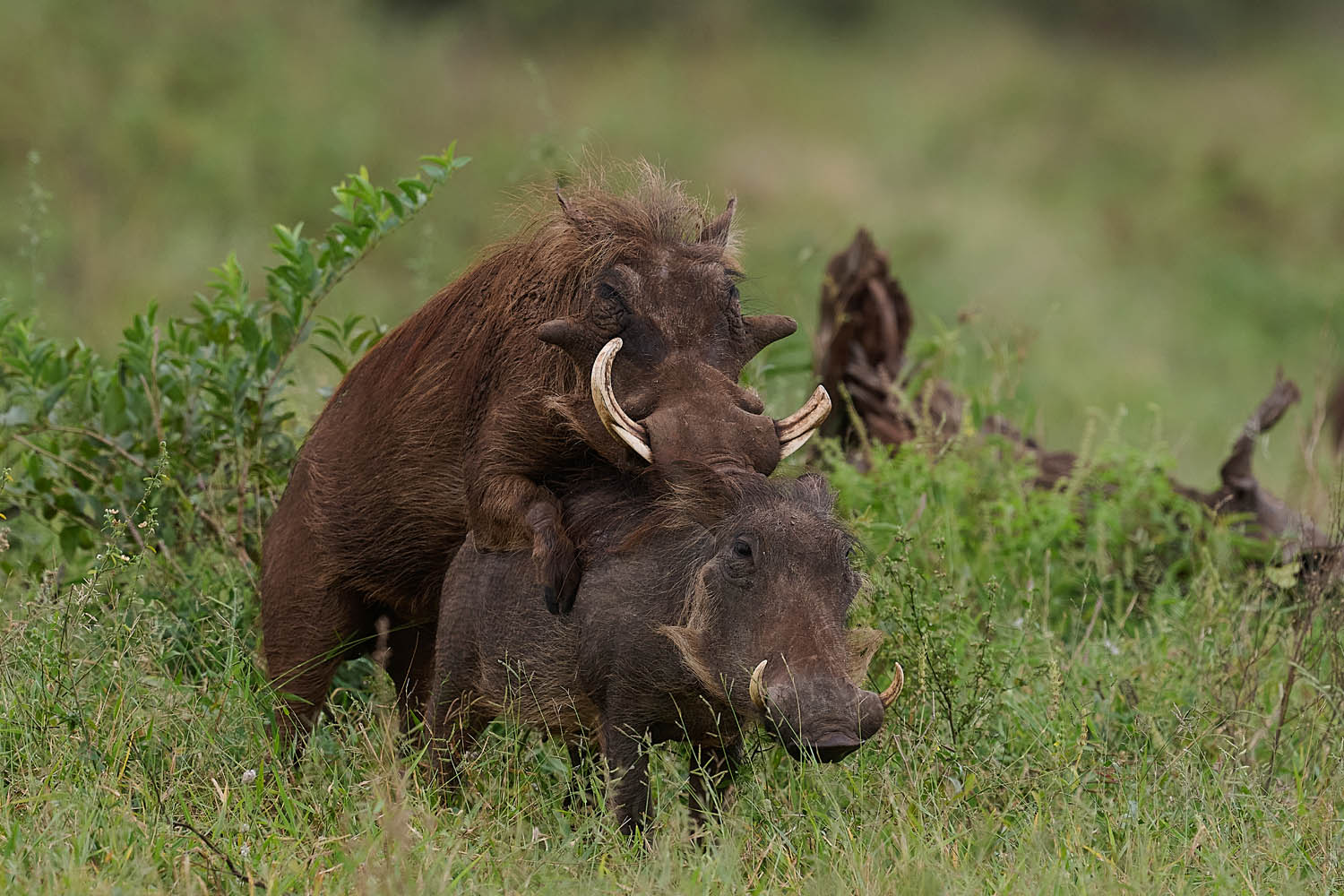 WARZENSCHWEIN - WARTHOG