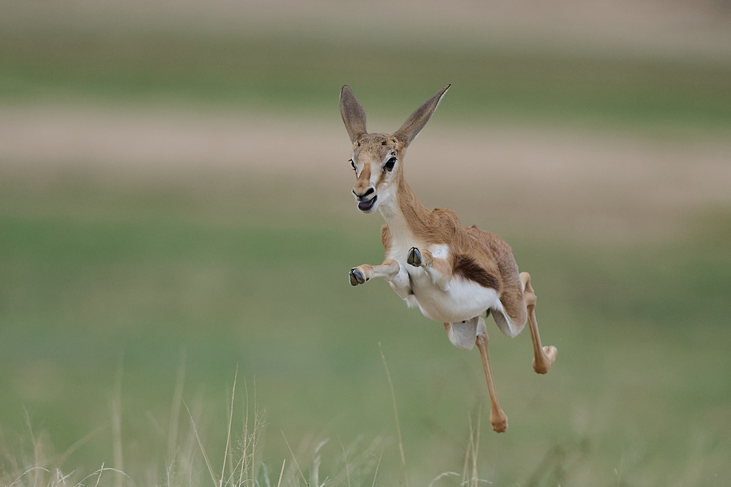 SPRINGBOCK - SPRINGBOK
