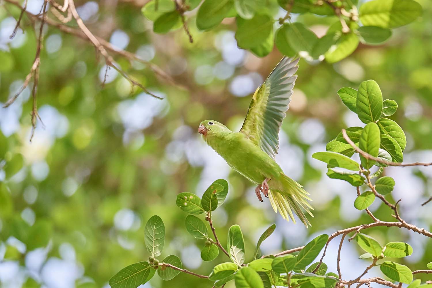 KANARIENFLÜGELSITTICH – YELLOW-CHEVRONED PARAKEET