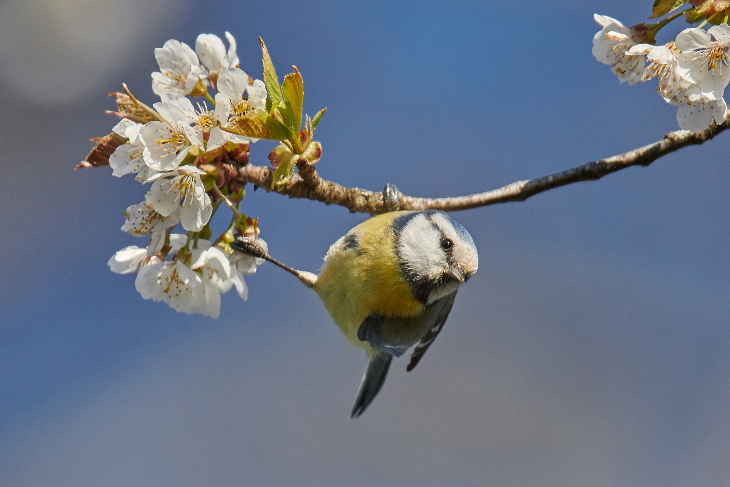 BLAUMEISE – BLUETIT