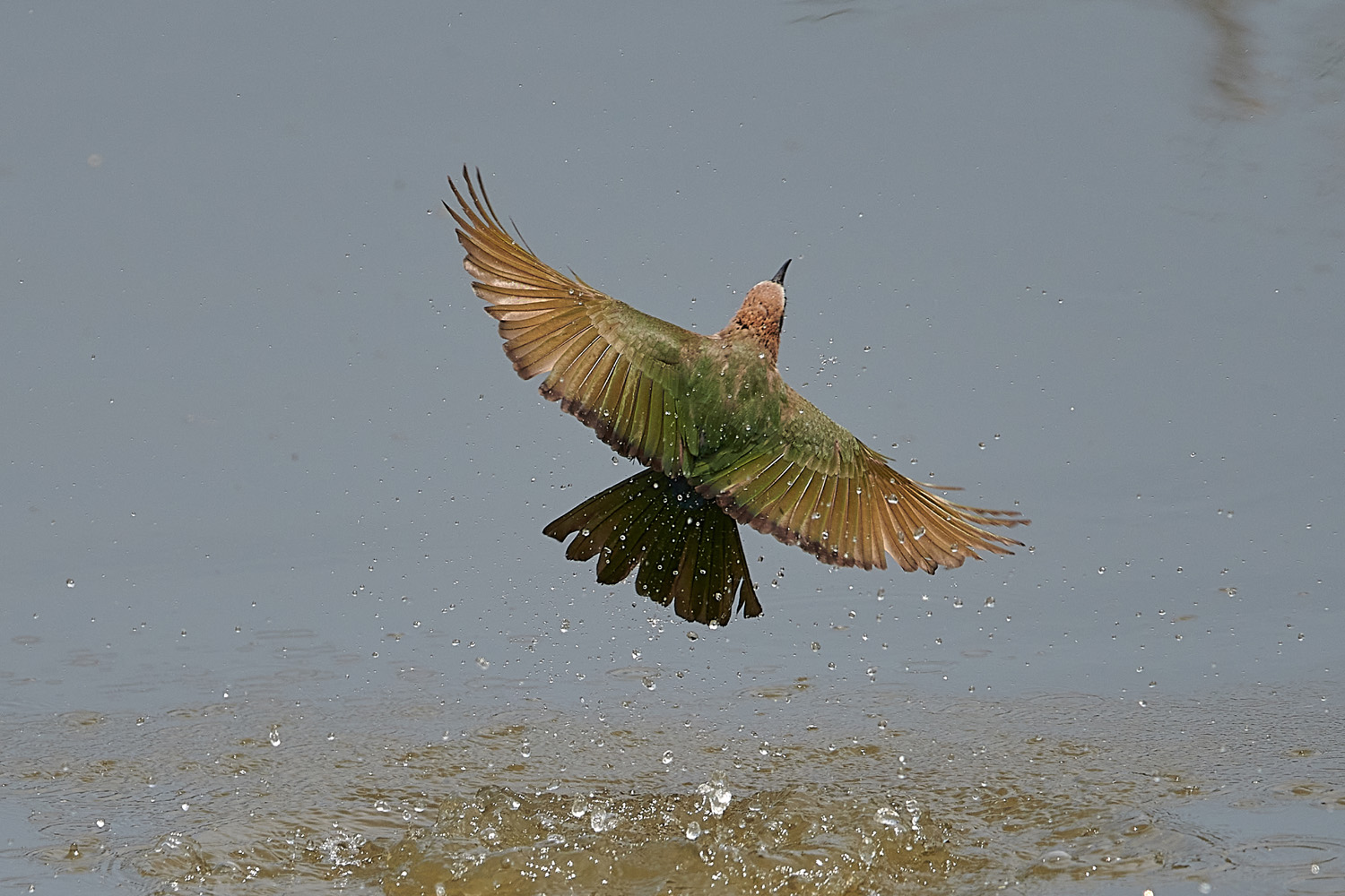 EUROPÄISCHER BIENENFRESSER - EUROPEAN BEE-EATER