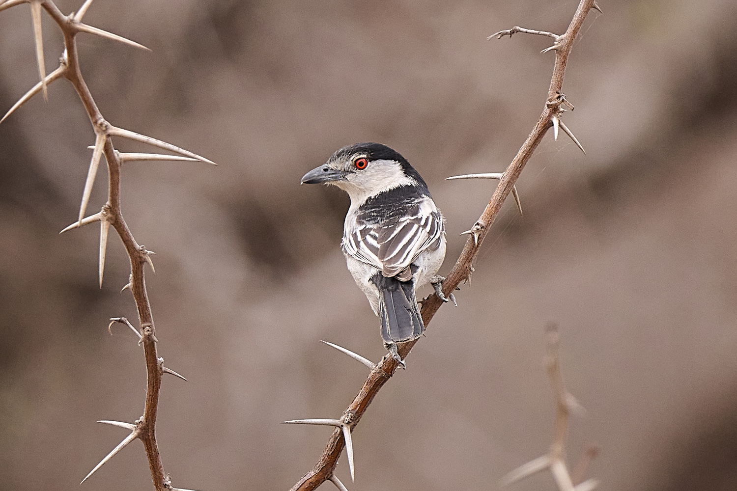 SCHNEEBALLWÜRGER - BLACK-BACKED PUFFBACK
