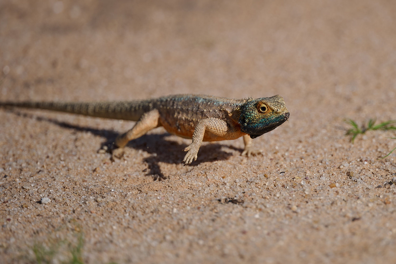KALAHARI-STACHELAGAME – GROUND AGAMA