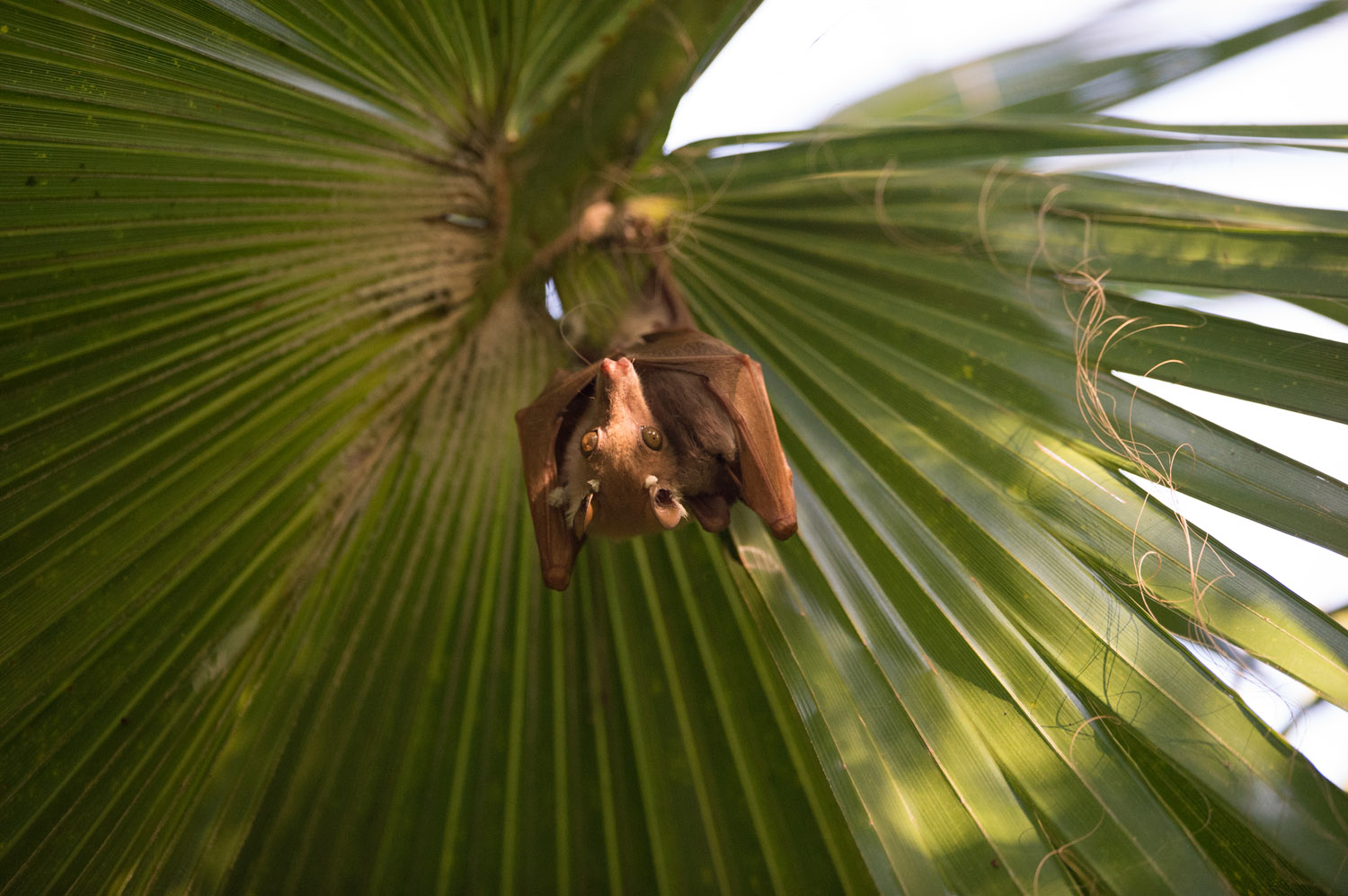 FRUCHTFLEDERMAUS - FRUIT BAT