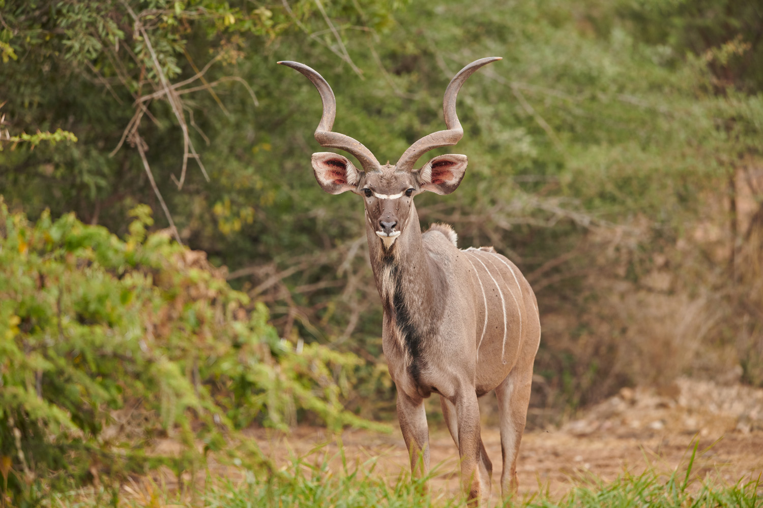 KUDU