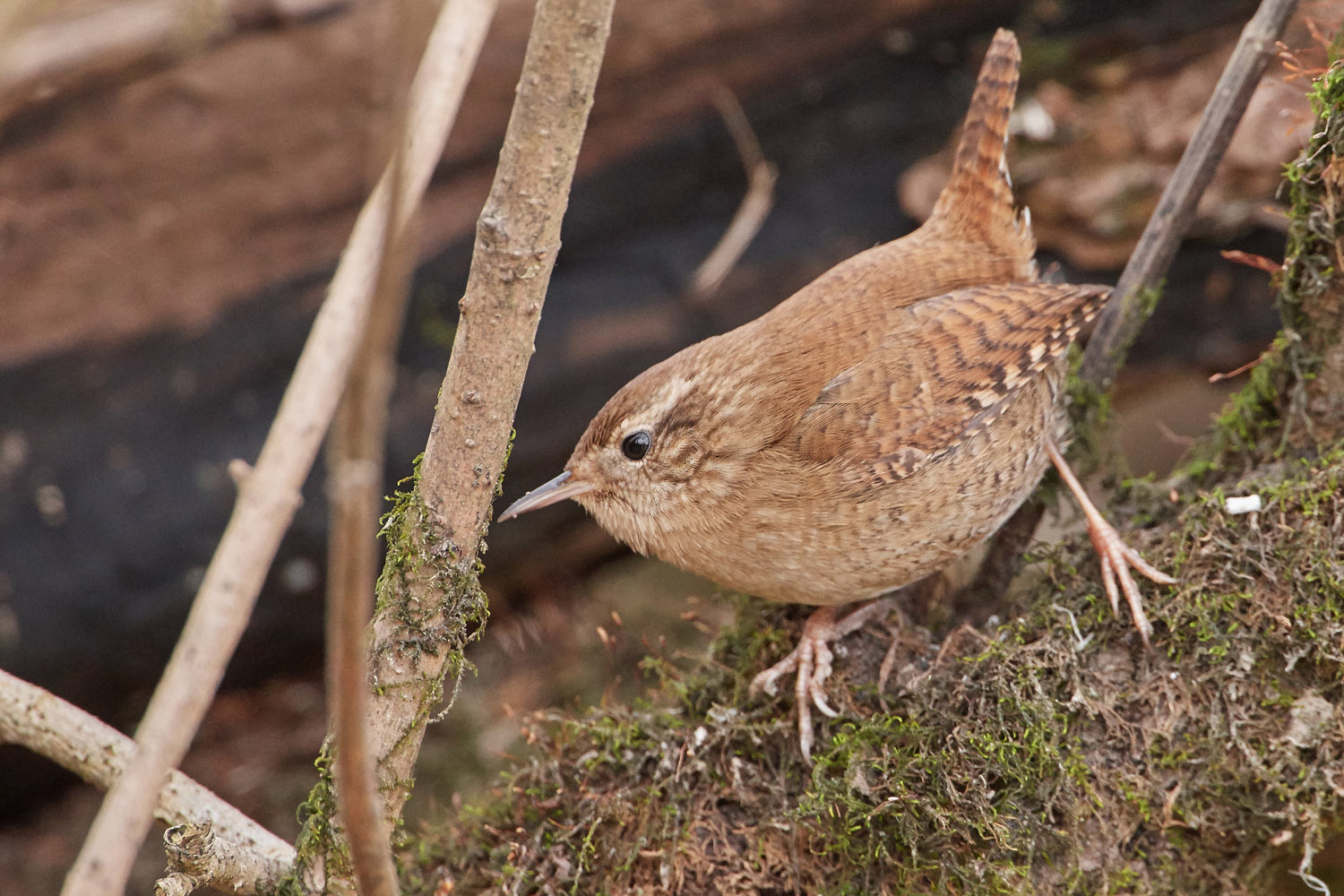 ZAUNKÖNIG – WREN